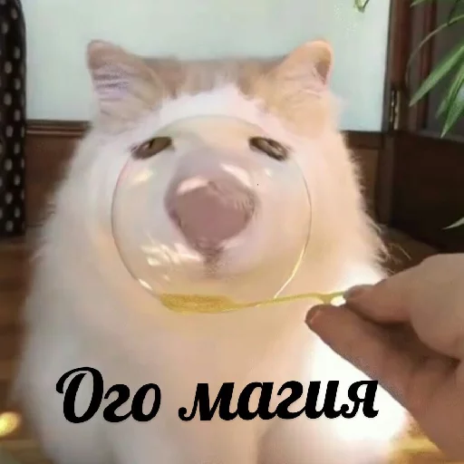 🔮 Стикер «Выпуклые коты» для Telegram