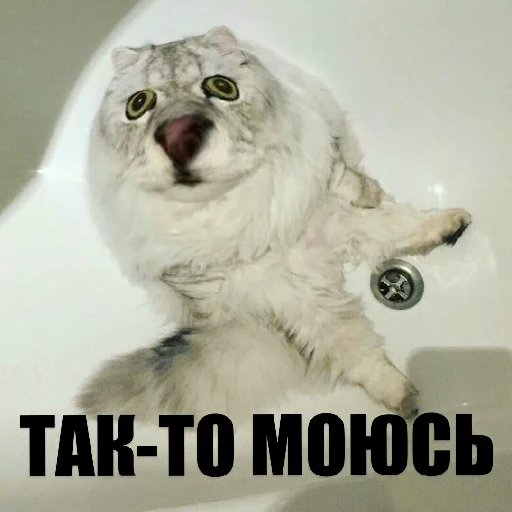 🧖‍♀ Стикер «Выпуклые коты» для Telegram