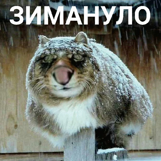 ❄️ Стикер «Выпуклые коты» для Telegram