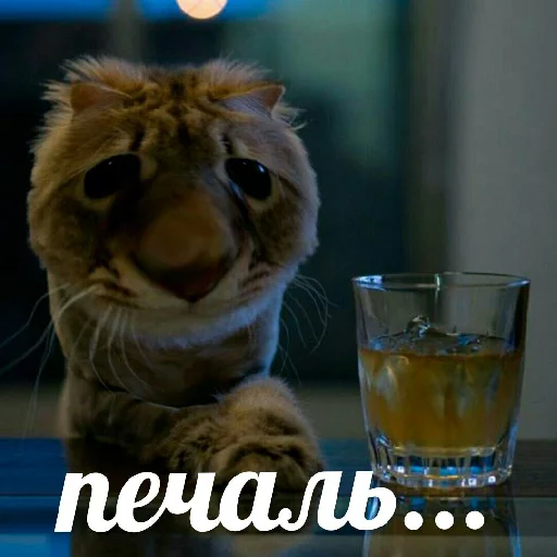 😢 Стикер «Выпуклые коты» для Telegram