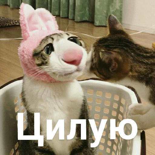😽 Стикер «Выпуклые коты» для Telegram