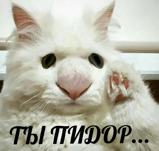 👨‍❤️‍👨 Стикер «Выпуклые коты» для Telegram