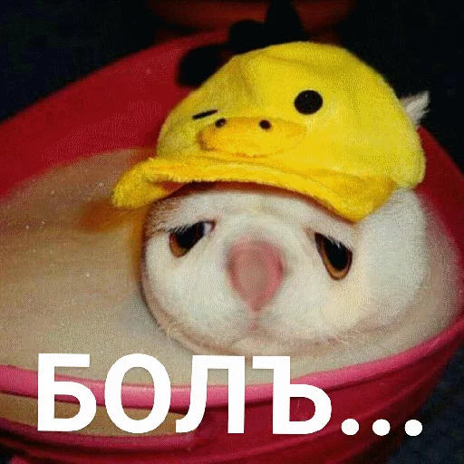 😭 Стикер «Выпуклые коты» для Telegram