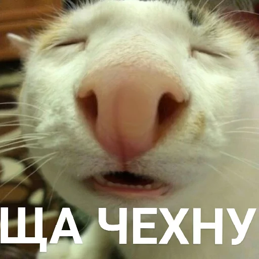 🤥 Стикер «Выпуклые коты» для Telegram