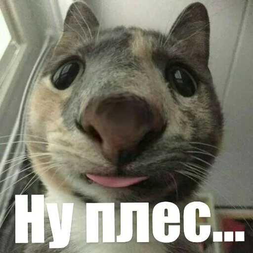 🙏 Стикер «Выпуклые коты» для Telegram