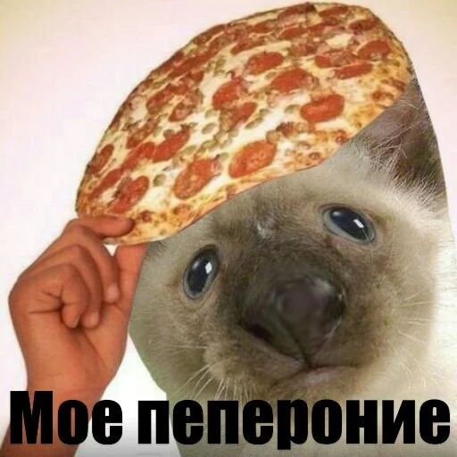 🧐 Стикер «Выпуклые коты» для Telegram