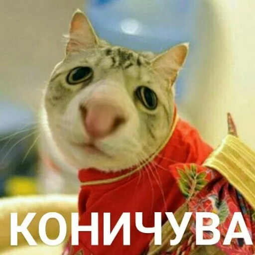 👘 Стикер «Выпуклые коты» для Telegram
