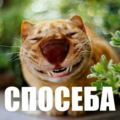 😊 Стикер «Выпуклые коты» для Telegram