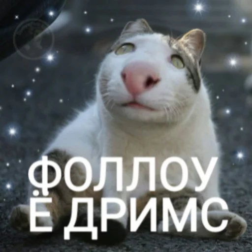 💭 Стикер «Выпуклые коты» для Telegram