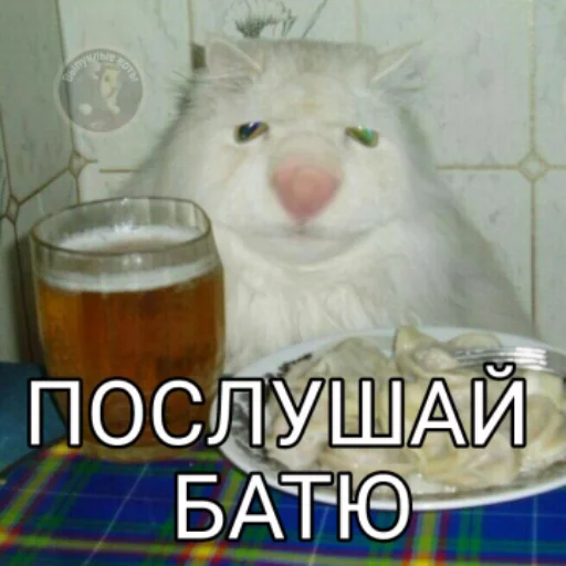 🙎‍♂ Стикер «Выпуклые коты» для Telegram
