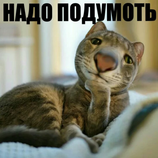 🤔 Стикер «Выпуклые коты» для Telegram
