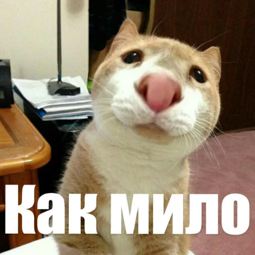 😍 Стикер «Выпуклые коты» для Telegram