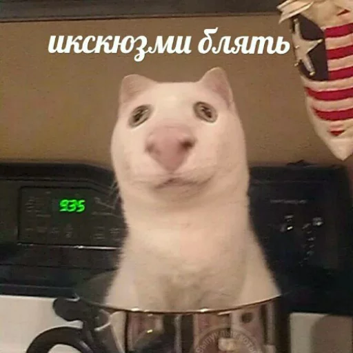 🤥 Стикер «Выпуклые коты» для Telegram