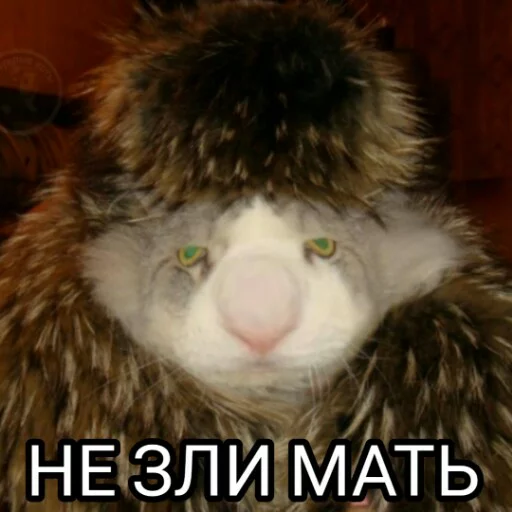 👿 Стикер «Выпуклые коты» для Telegram