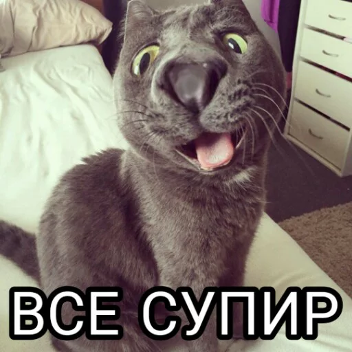 👍 Стикер «Выпуклые коты» для Telegram