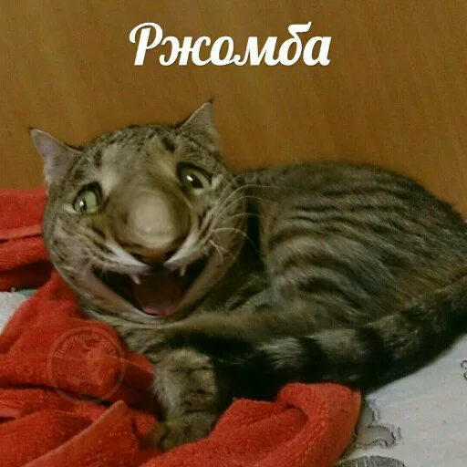 🤣 Стикер «Выпуклые коты» для Telegram