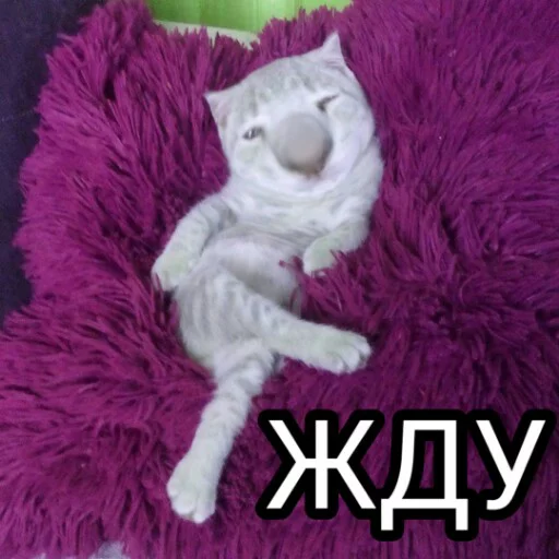 🕐 Стикер «Выпуклые коты» для Telegram