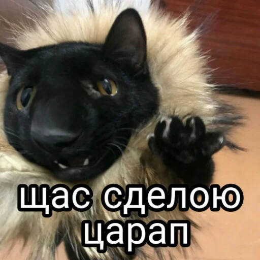 🐾 Стикер «Выпуклые коты» для Telegram