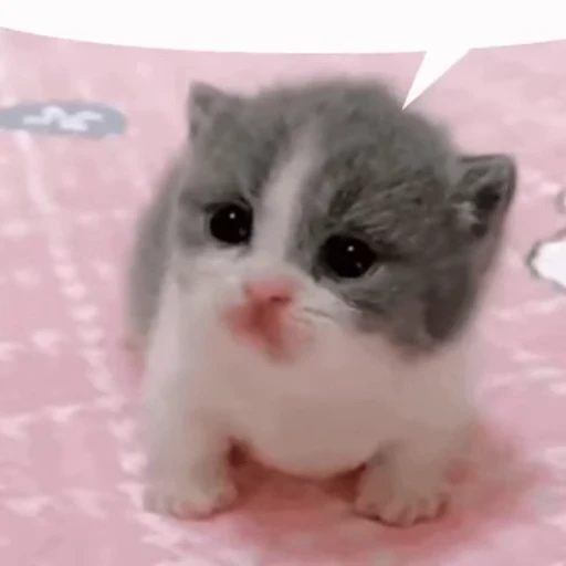 🥹 Стикер «Безумные коты» для Telegram