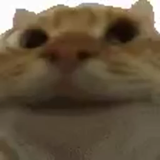 😺 Стикер «Безумные коты» для Telegram