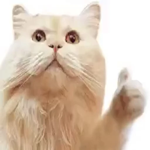 😺 Стикер «Безумные коты» для Telegram