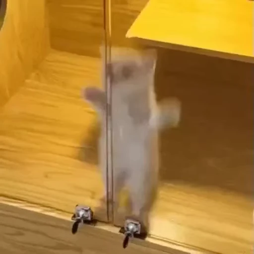 🐈 Стикер «Безумные коты» для Telegram