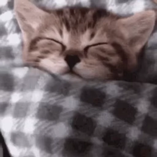 😴 Стикер «Безумные коты» для Telegram