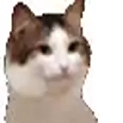 😺 Стикер «Безумные коты» для Telegram