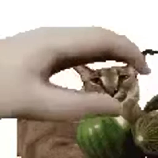 😺 Стикер «Безумные коты» для Telegram