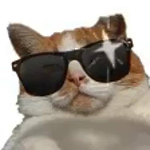 😎 Стикер «Безумные коты» для Telegram