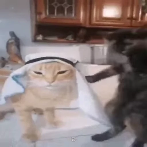 🐈‍⬛ Стикер «Безумные коты» для Telegram