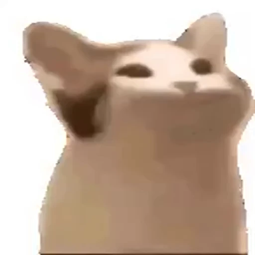 😸 Стикер «Безумные коты» для Telegram