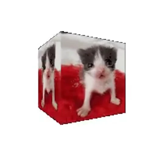 😺 Стикер «Безумные коты» для Telegram