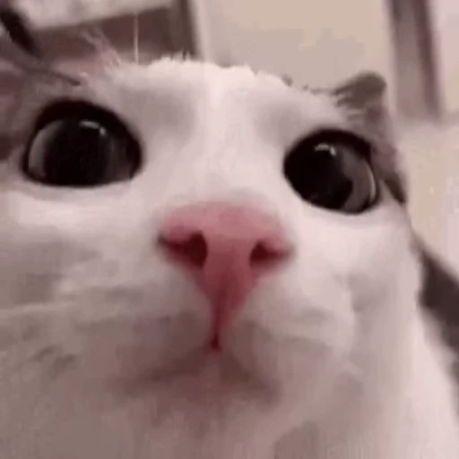😸 Стикер «Безумные коты» для Telegram