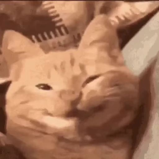 😸 Стикер «Безумные коты» для Telegram
