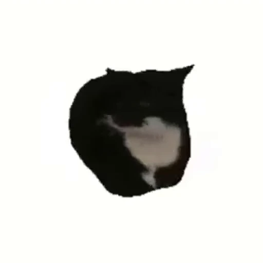 💬 Стикер «Безумные коты» для Telegram