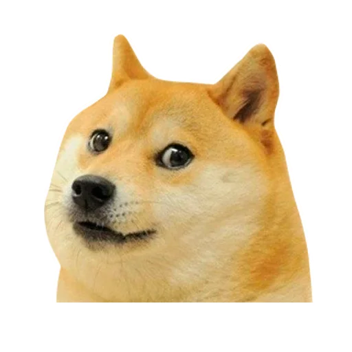 🐶 Стикер «Memes» для Telegram