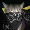 🤩 Эмодзи «cool» для Telegram