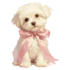 🐶 Эмодзи «⋆౨ৎ˚⟡˖ ࣪ ℴℯℯ» для Telegram