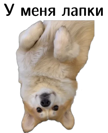 🙌 Стикер «Corgi Cheetos» для Telegram