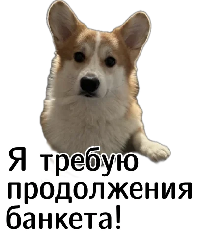 💃 Стикер «Corgi Cheetos» для Telegram