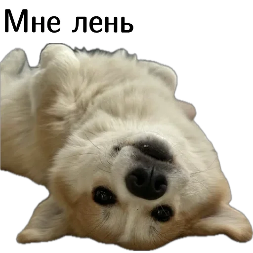 🦥 Стикер «Corgi Cheetos» для Telegram