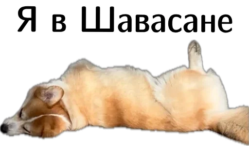 🏖 Стикер «Corgi Cheetos» для Telegram