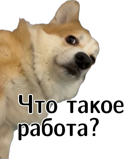 😬 Стикер «Corgi Cheetos» для Telegram