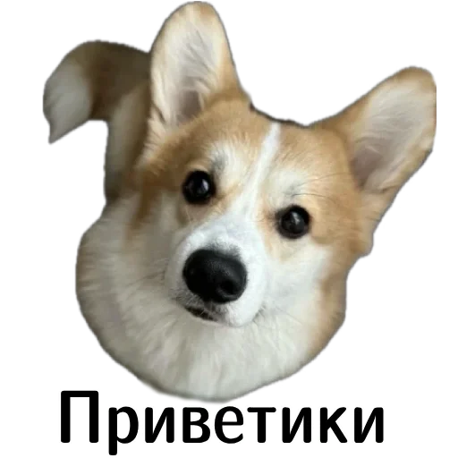 Стикерпак Corgi Cheetos для Telegram — скачать