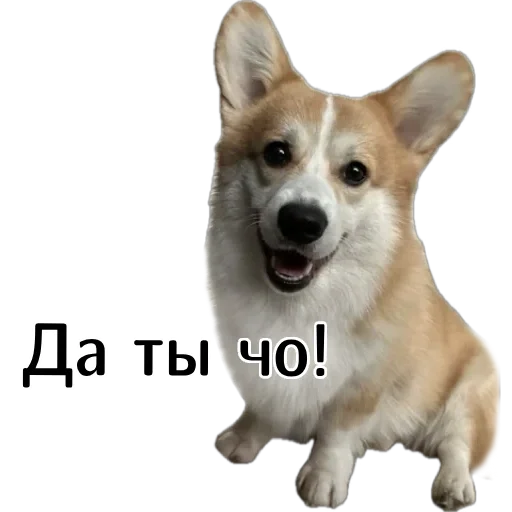 😁 Стикер «Corgi Cheetos» для Telegram