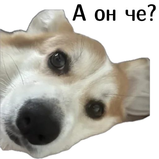 😮 Стикер «Corgi Cheetos» для Telegram