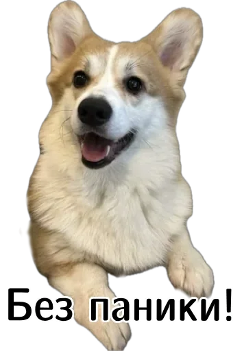 😌 Стикер «Corgi Cheetos» для Telegram