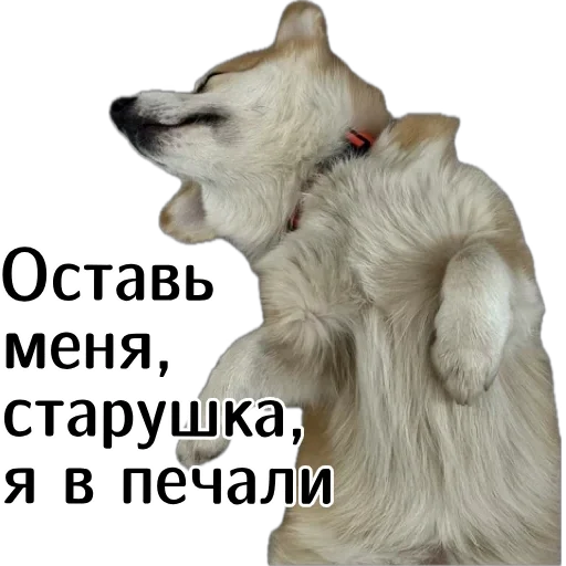 😫 Стикер «Corgi Cheetos» для Telegram