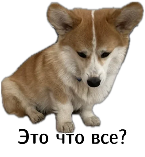 😿 Стикер «Corgi Cheetos» для Telegram